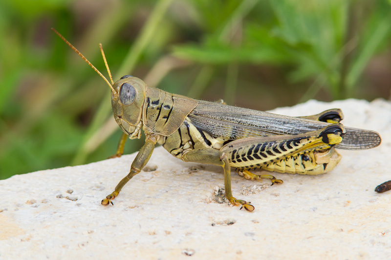 Differential (Melanoplus differentialis)